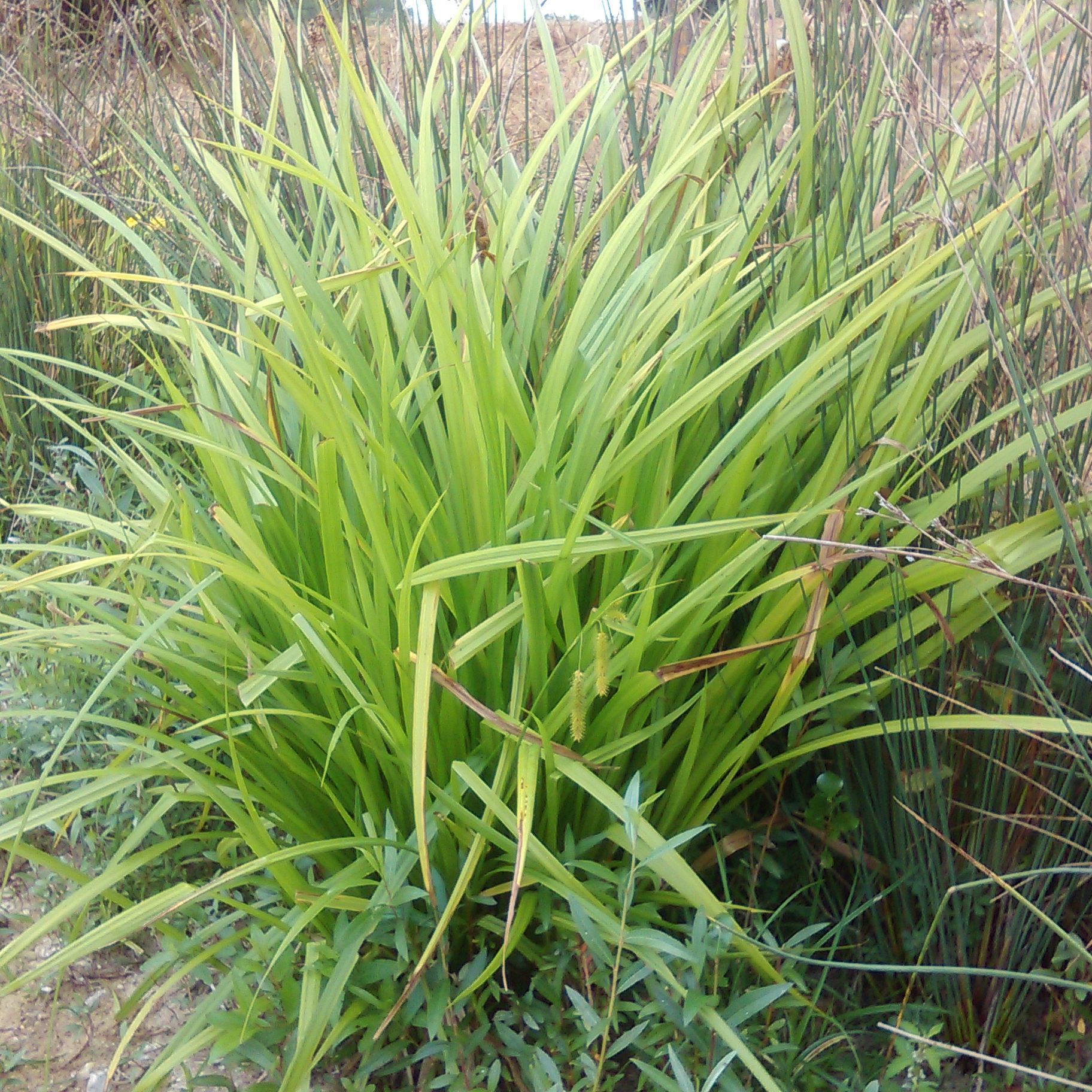 CAREX pseudocyperus