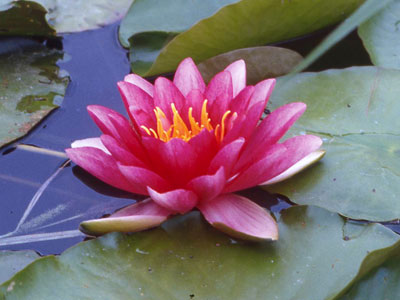 Le Nénuphar, roi des eaux tranquilles