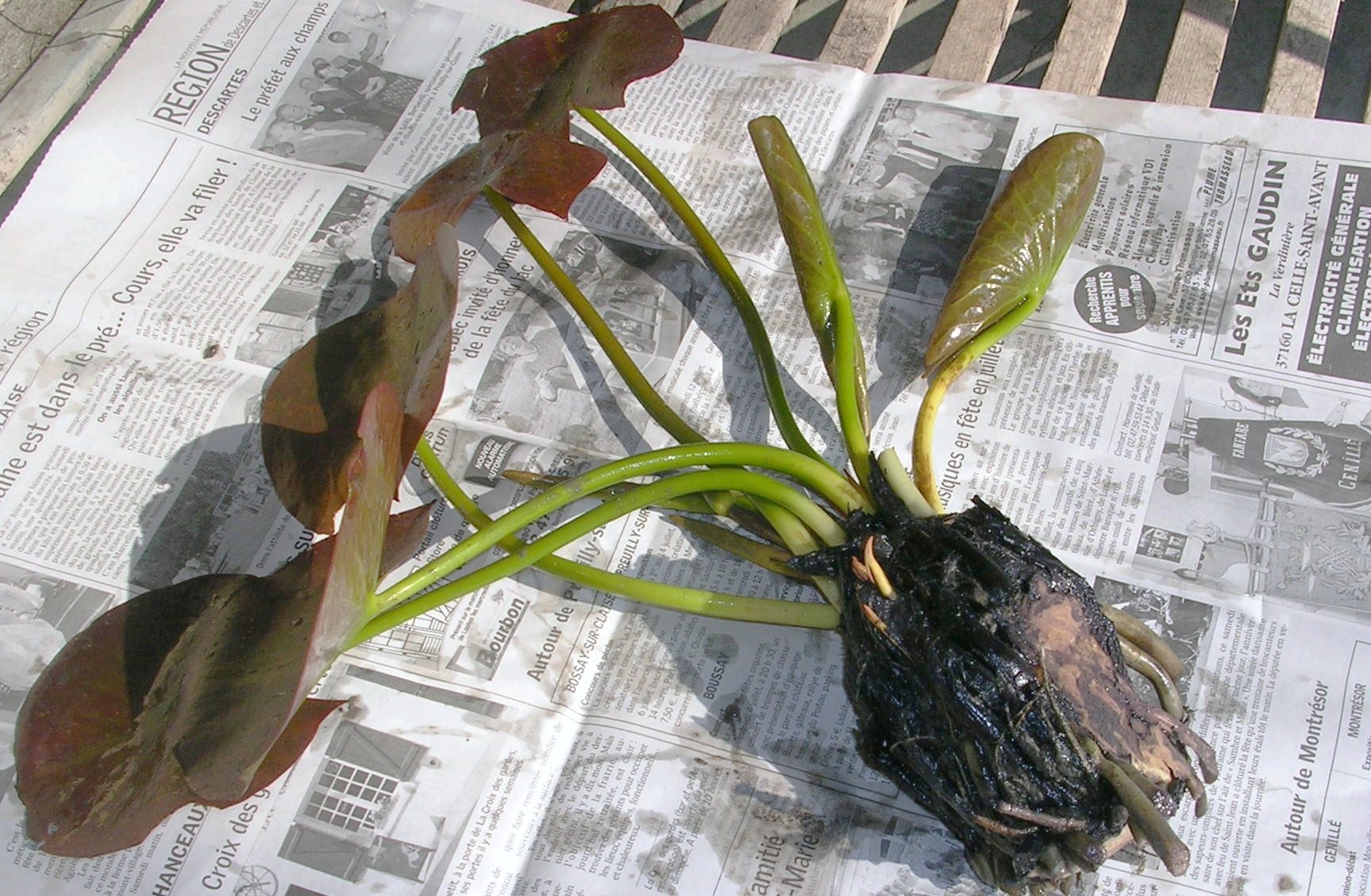 planter un nenuphar