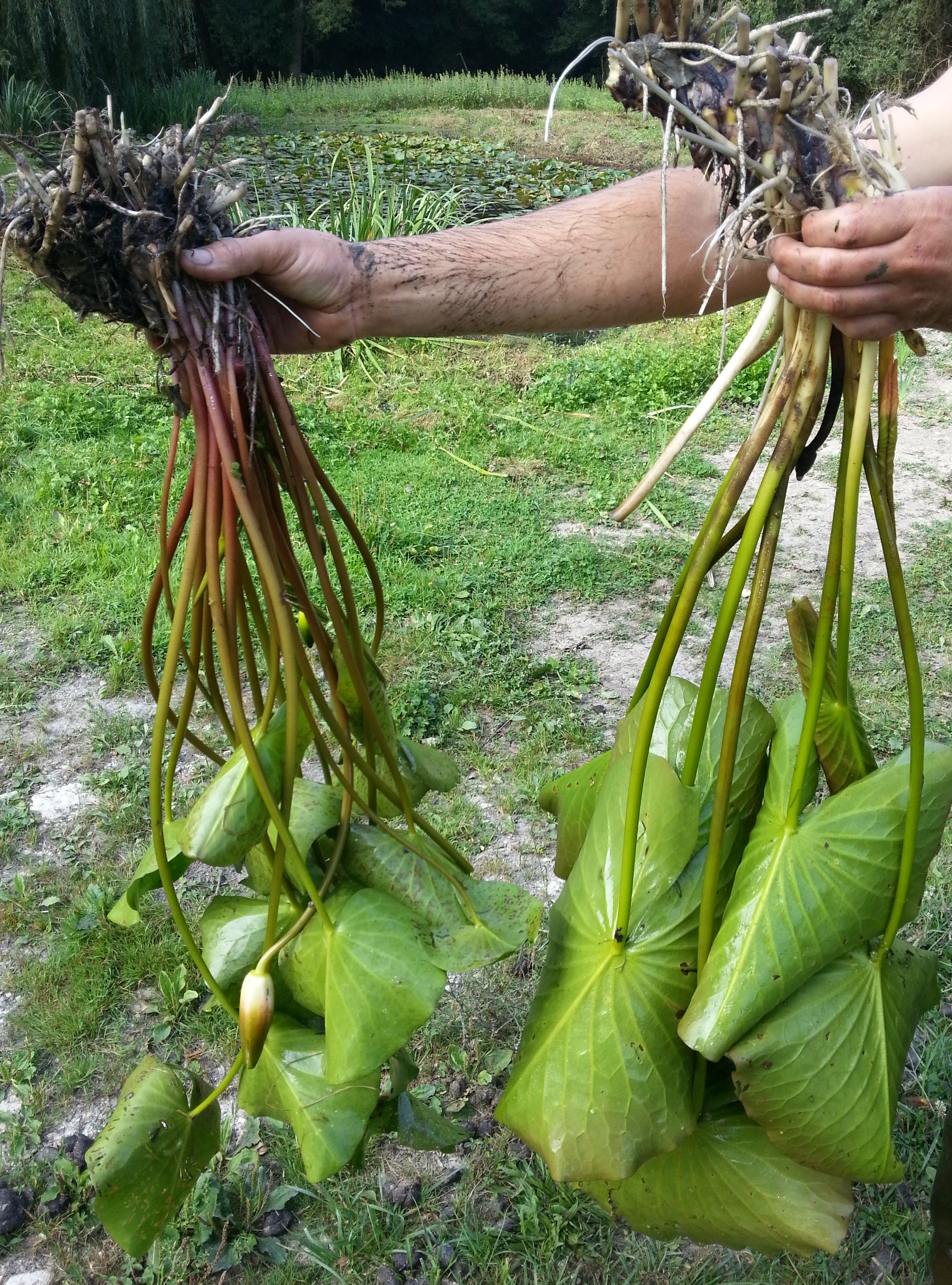 planter un nenuphar