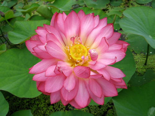Fleur de Lotus - Les Monocyclettes