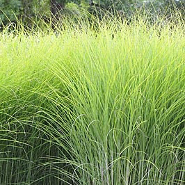 MISCANTHUS sinensis