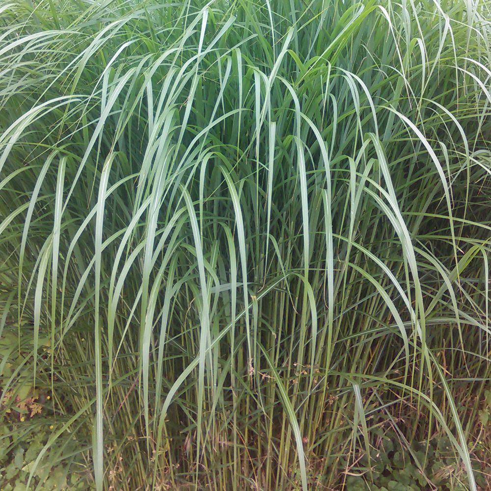 MISCANTHUS sacchariflorus