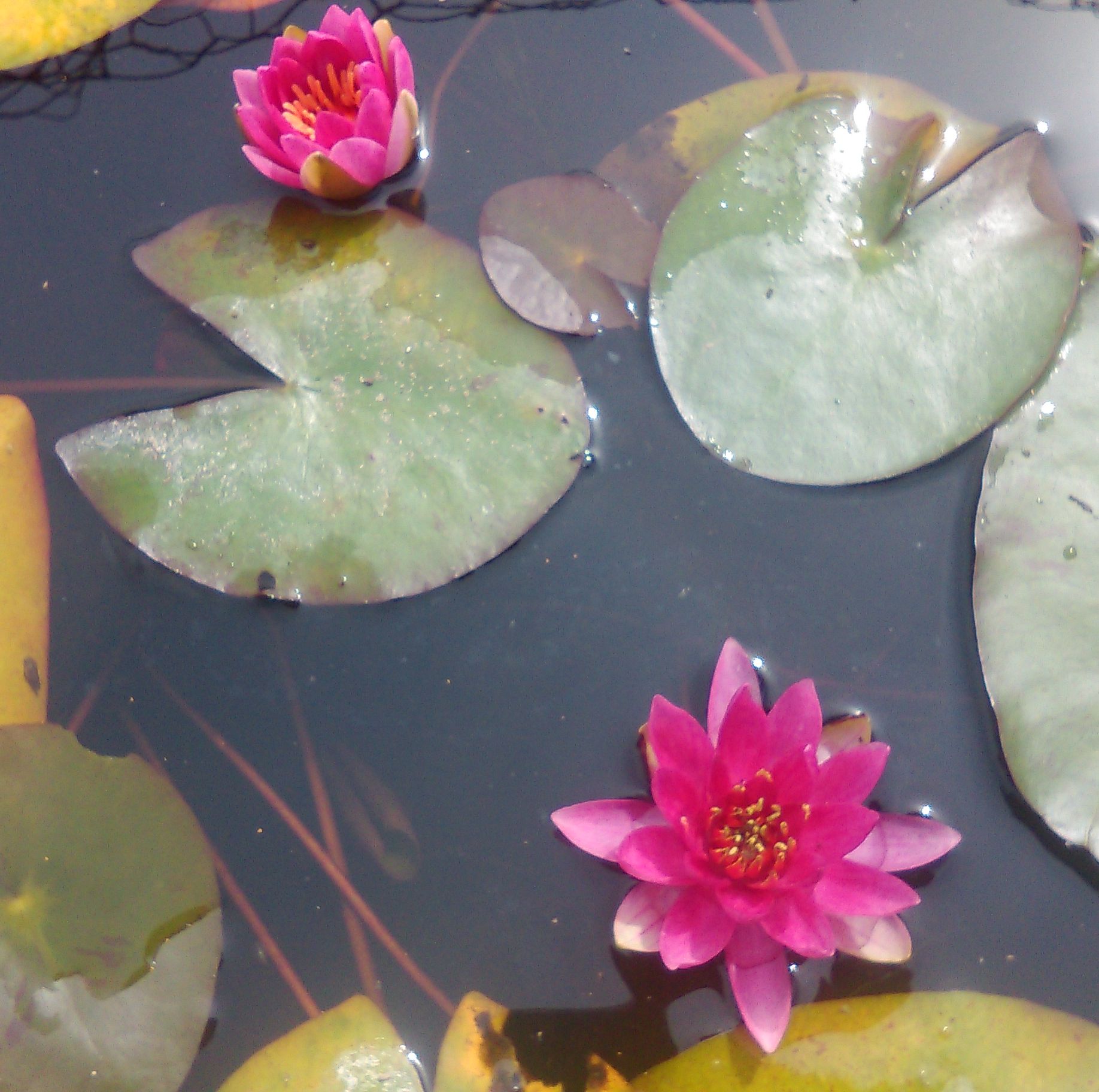 Nymphaea Nain Pygmea Rubra - Nénuphar Nain Rouge