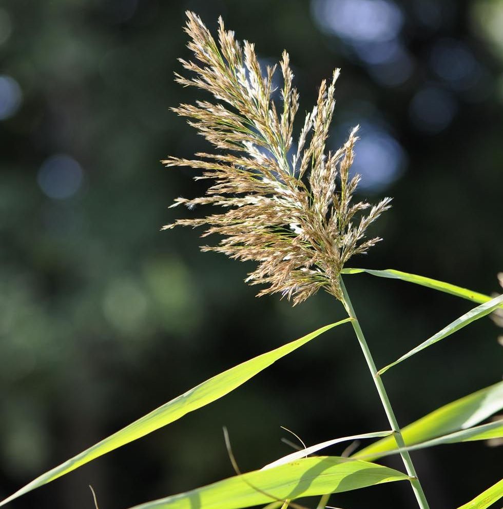 PHRAGMITES australis