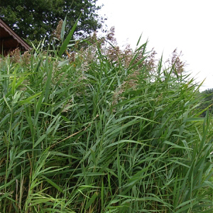 PHRAGMITES australis