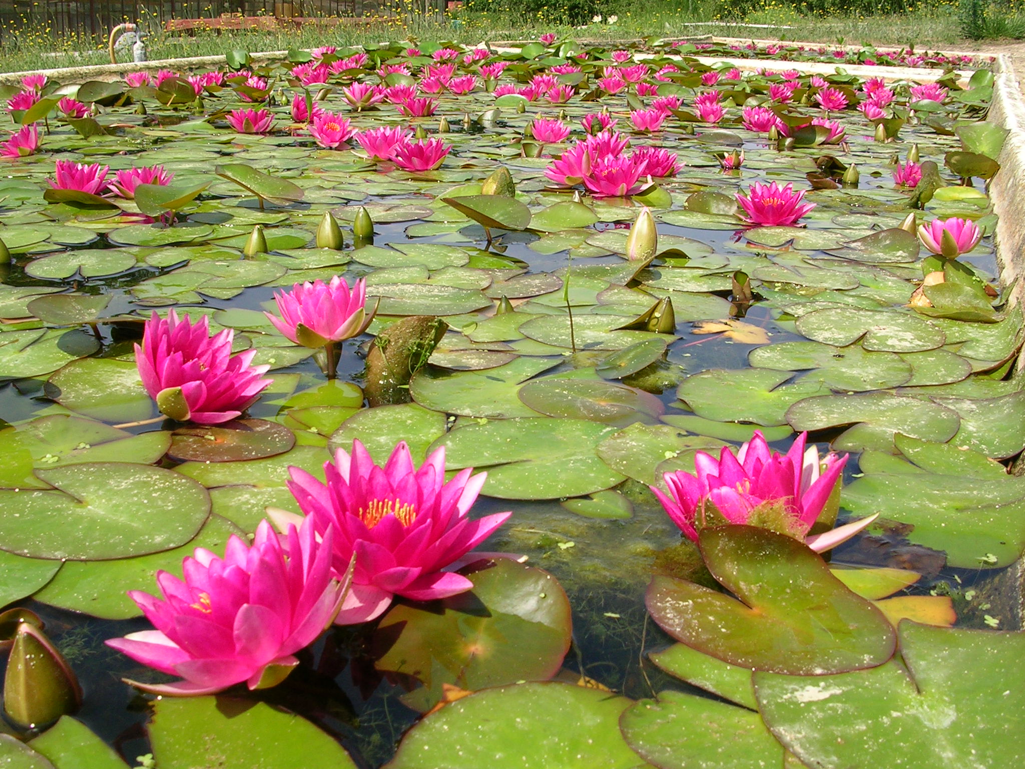 NYMPHAEA \