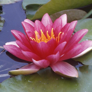 NYMPHAEA \