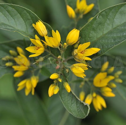 LYSIMACHIA vulgaris