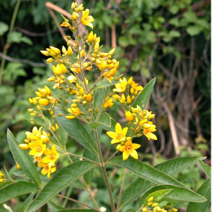 LYSIMACHIA vulgaris