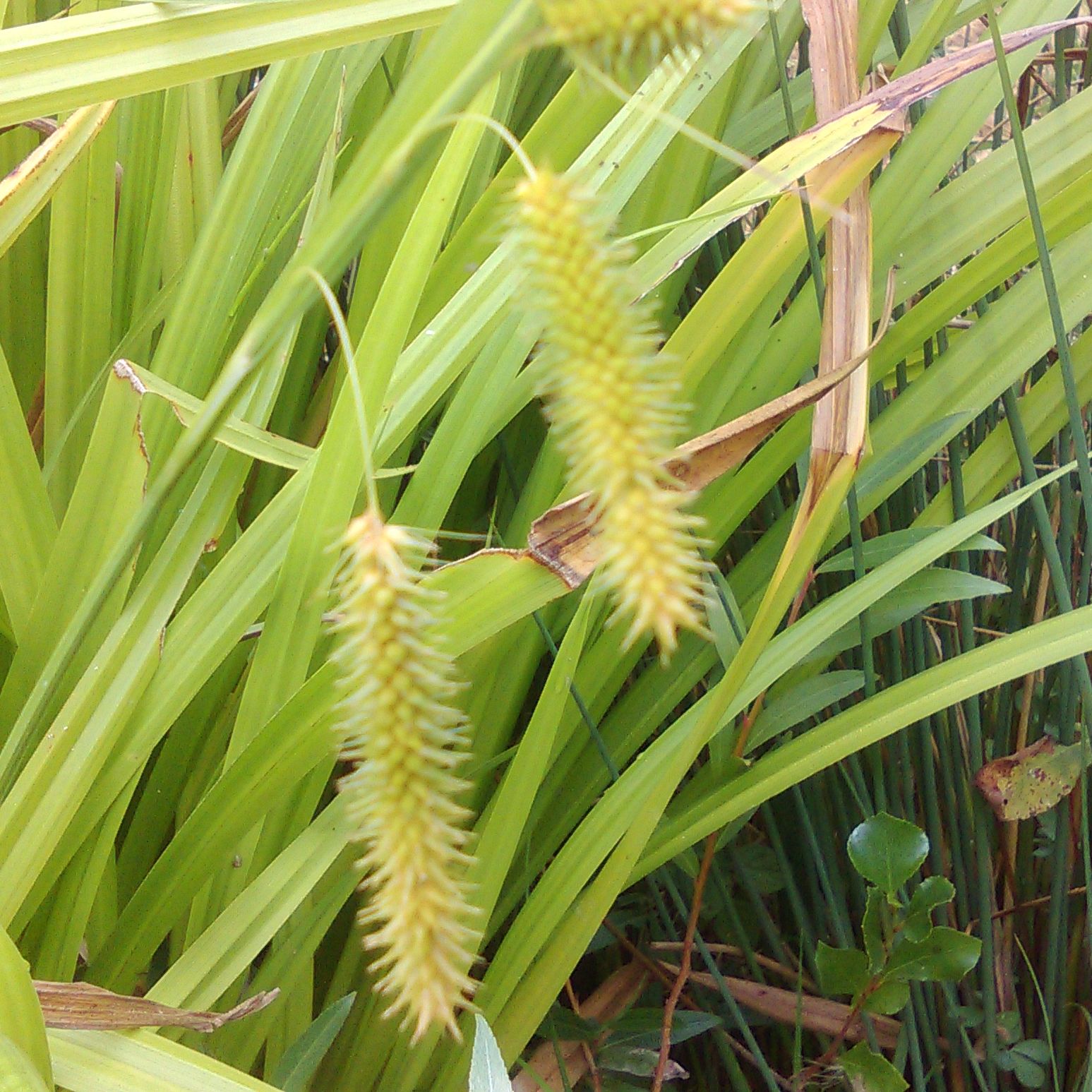 CAREX pseudocyperus