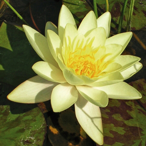 NYMPHAEA \