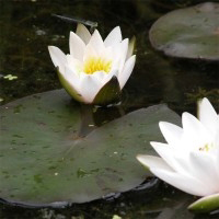 Nymphaea Nain Pygmae Alba - Nénuphar Nain Blanc —