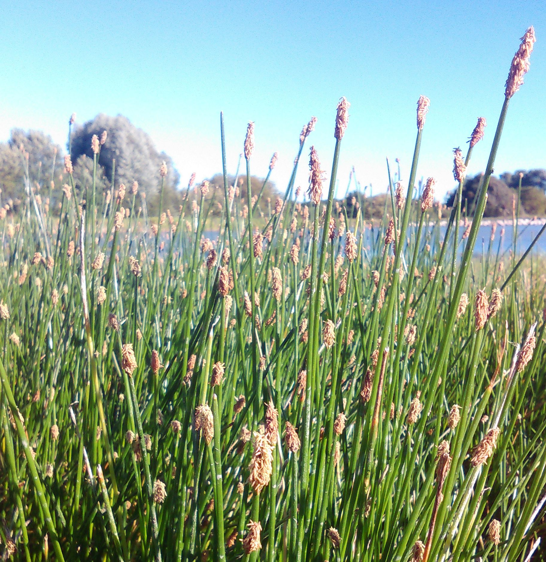 ELEOCHARIS palustris