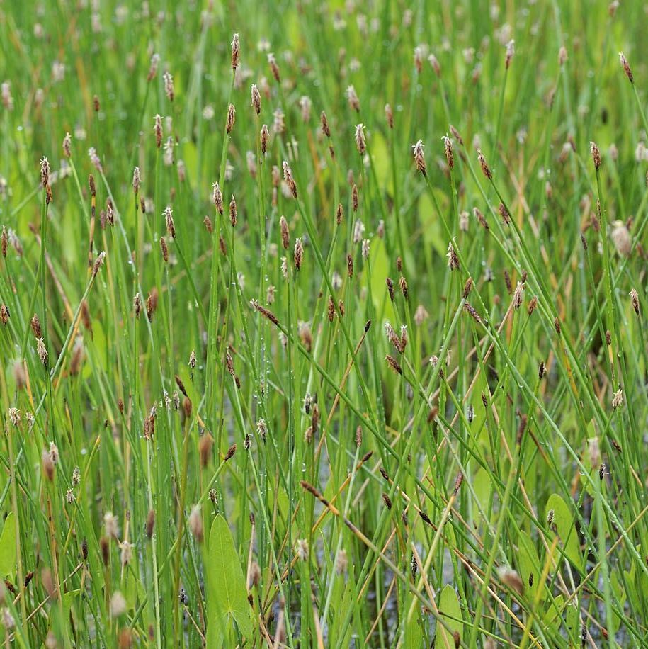 ELEOCHARIS palustris