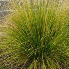 DESCAMPSIA cespitosa