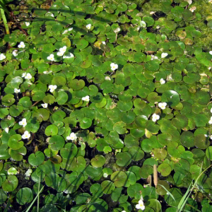 HYDROCHARIS morsus ranae