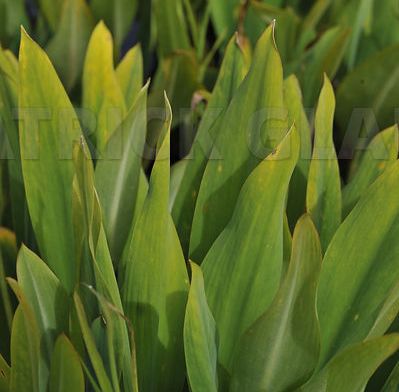 ORONTIUM aquaticum 