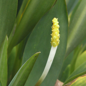 ORONTIUM aquaticum 