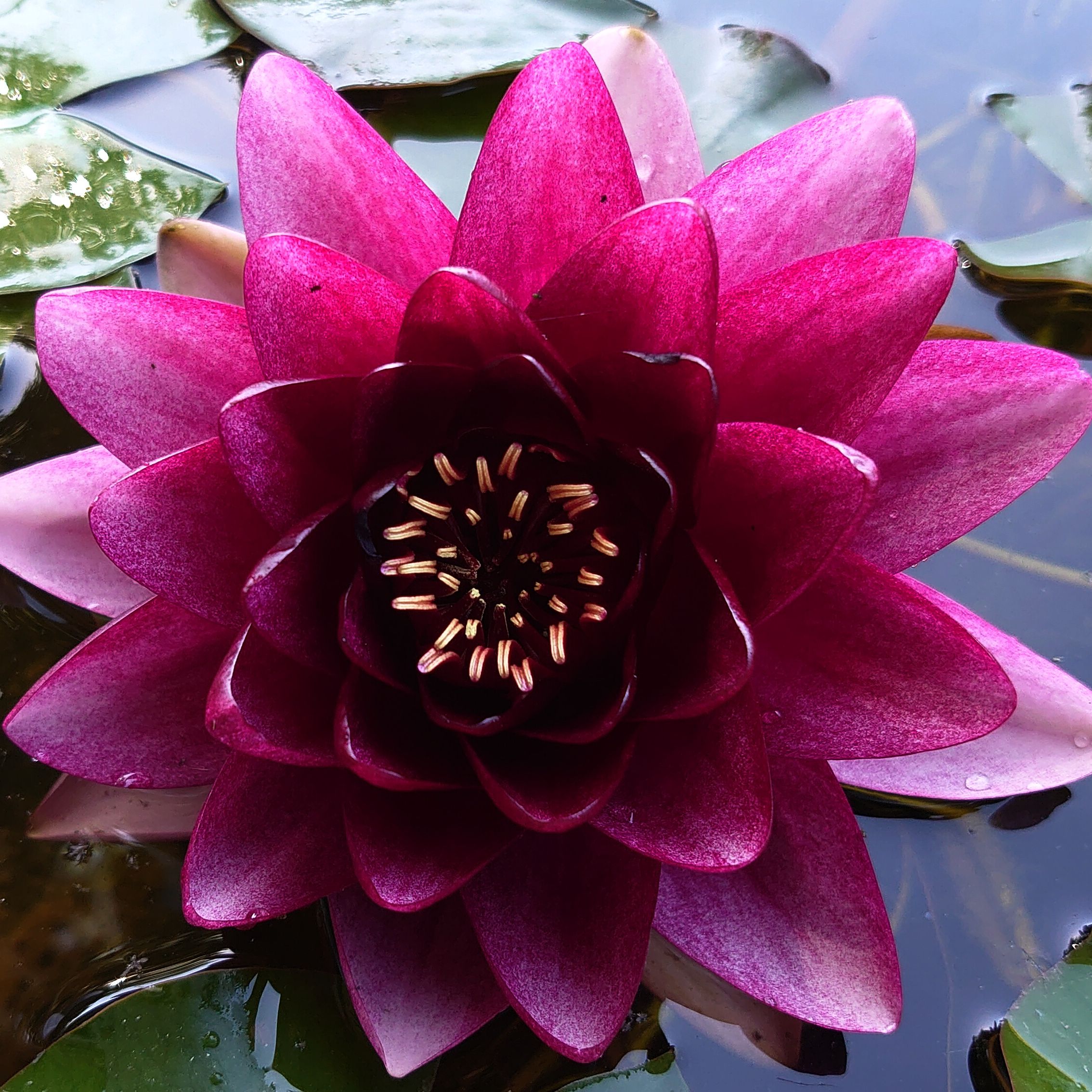 NYMPHAEA \
