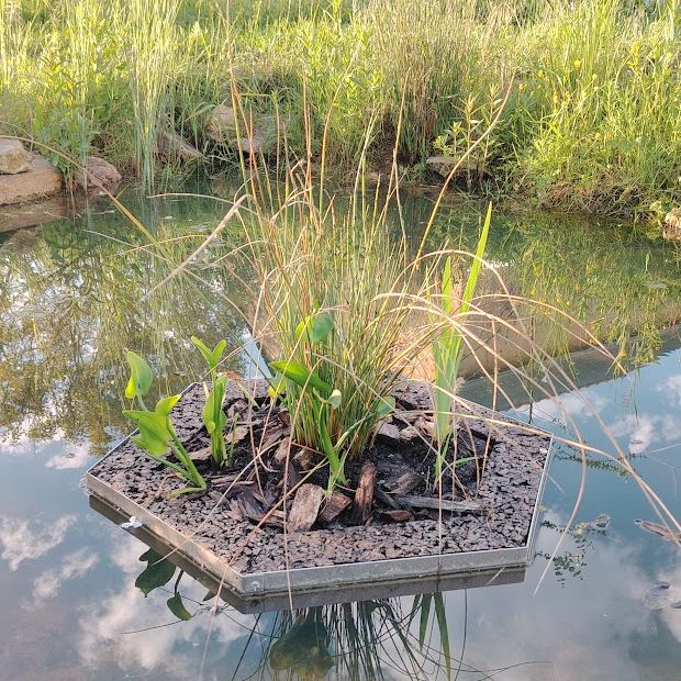 MINI RADEAU ALOE
