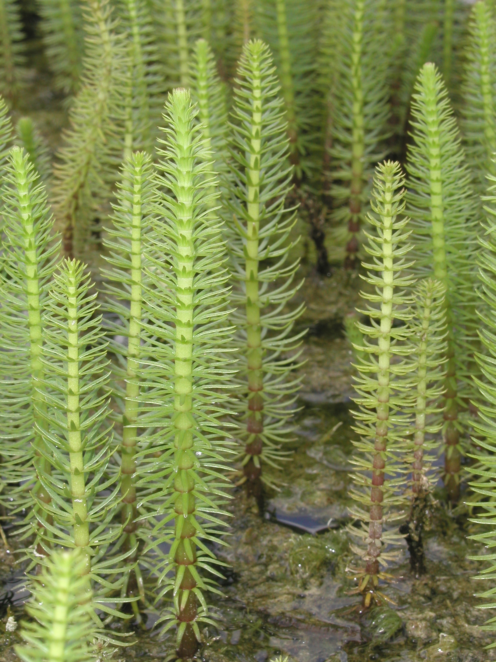 HIPPURIS Vulgaris Pesse D eau Aquatic Bezan on Production HIPPURIS Vulgaris Pesse D eau Aquatic Bezan on Production