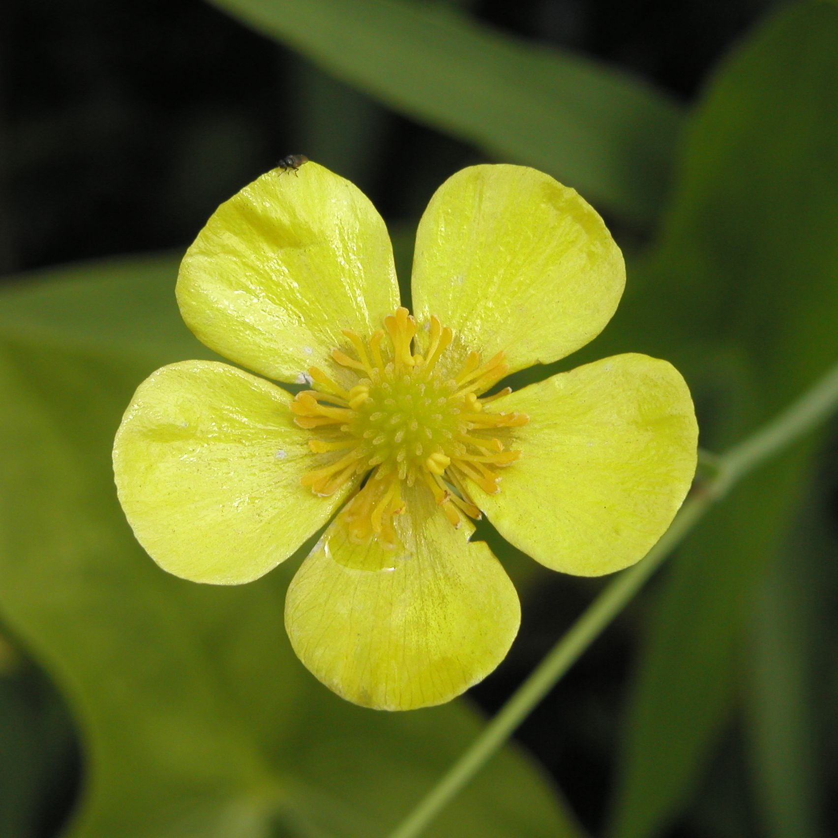 RANUNCULUS lingua
