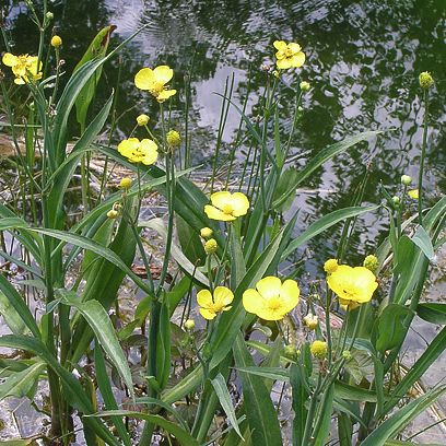 RANUNCULUS lingua