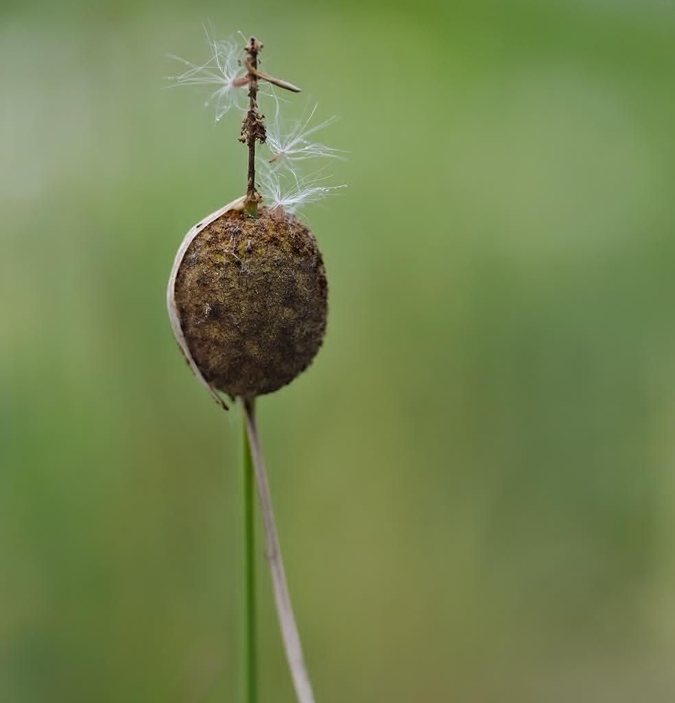 TYPHA minima