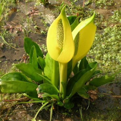 LYSICHITUM americanum - arum à feuilles de bananier | Aquatic Bezançon -  Production végétale en Val de Loire