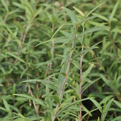 LYSIMACHIA thyrsiflora 