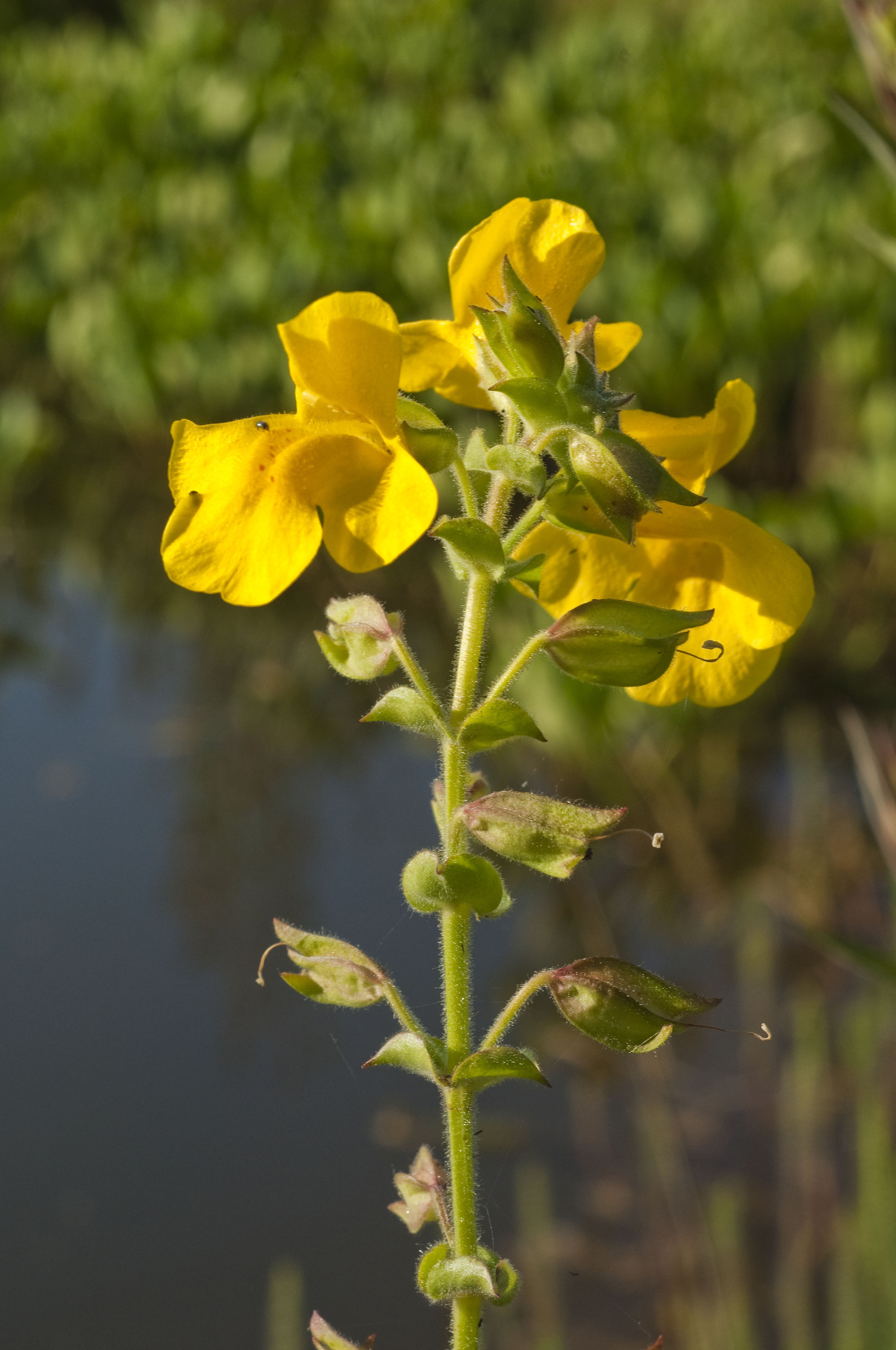 MIMULUS luteus