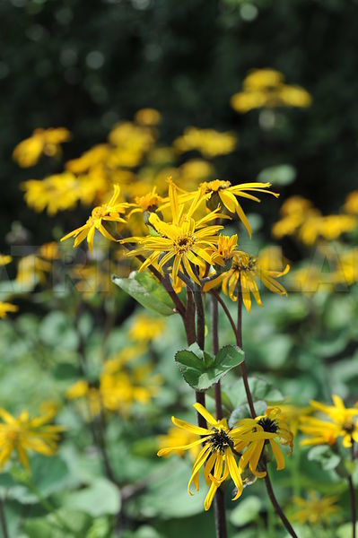 LIGULARIA dentata 