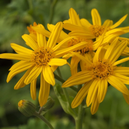 LIGULARIA dentata 