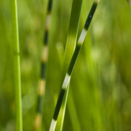 SCIRPUS tabernaemontani \
