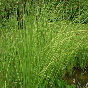 SCIRPUS lacustris \
