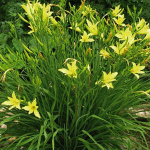 HEMEROCALLIS