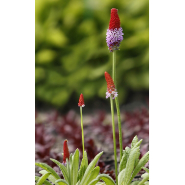 PRIMULA vialii