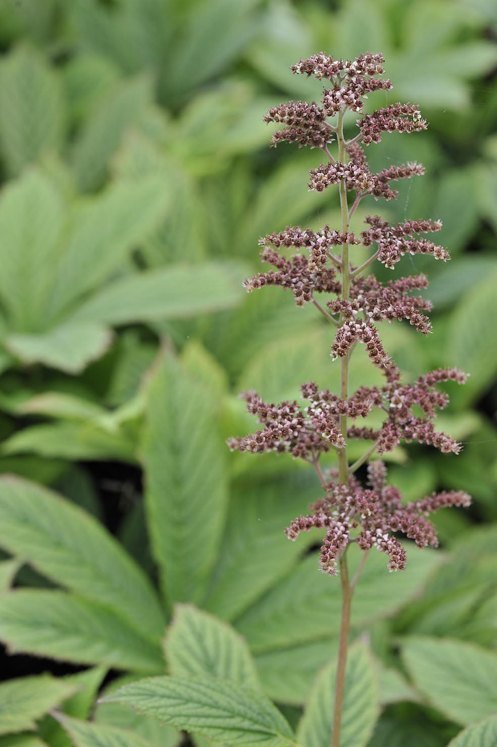 RODGERSIA aesculifolia