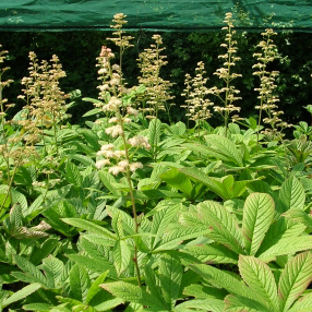 RODGERSIA aesculifolia
