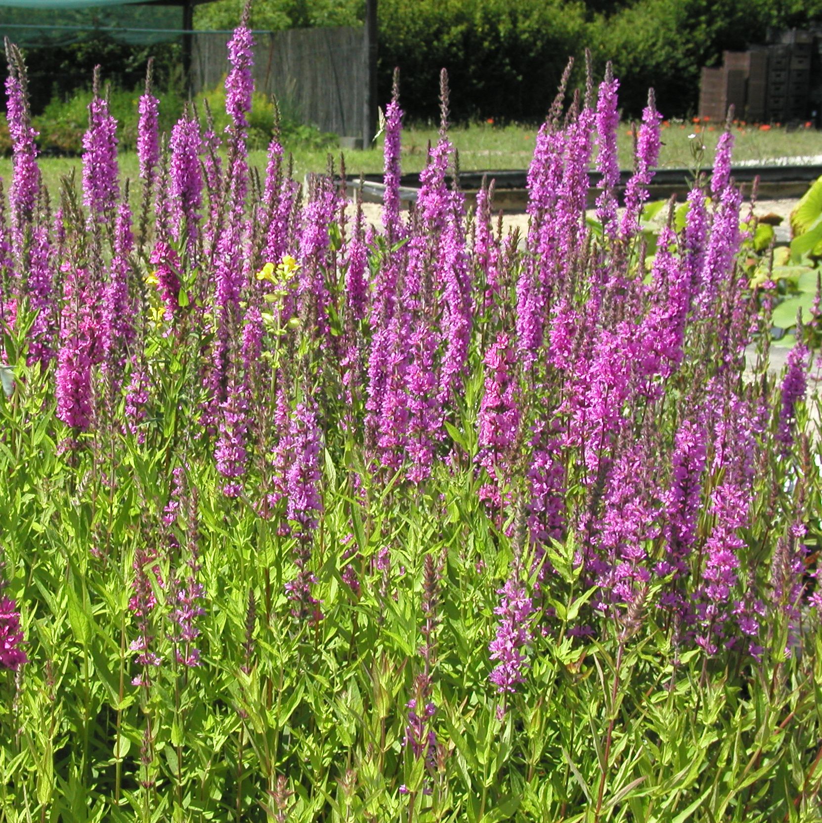 LYTHRUM salicaria 