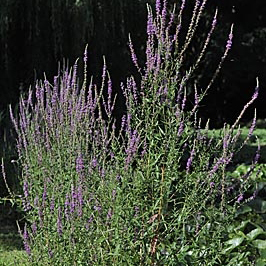 LYTHRUM salicaria 