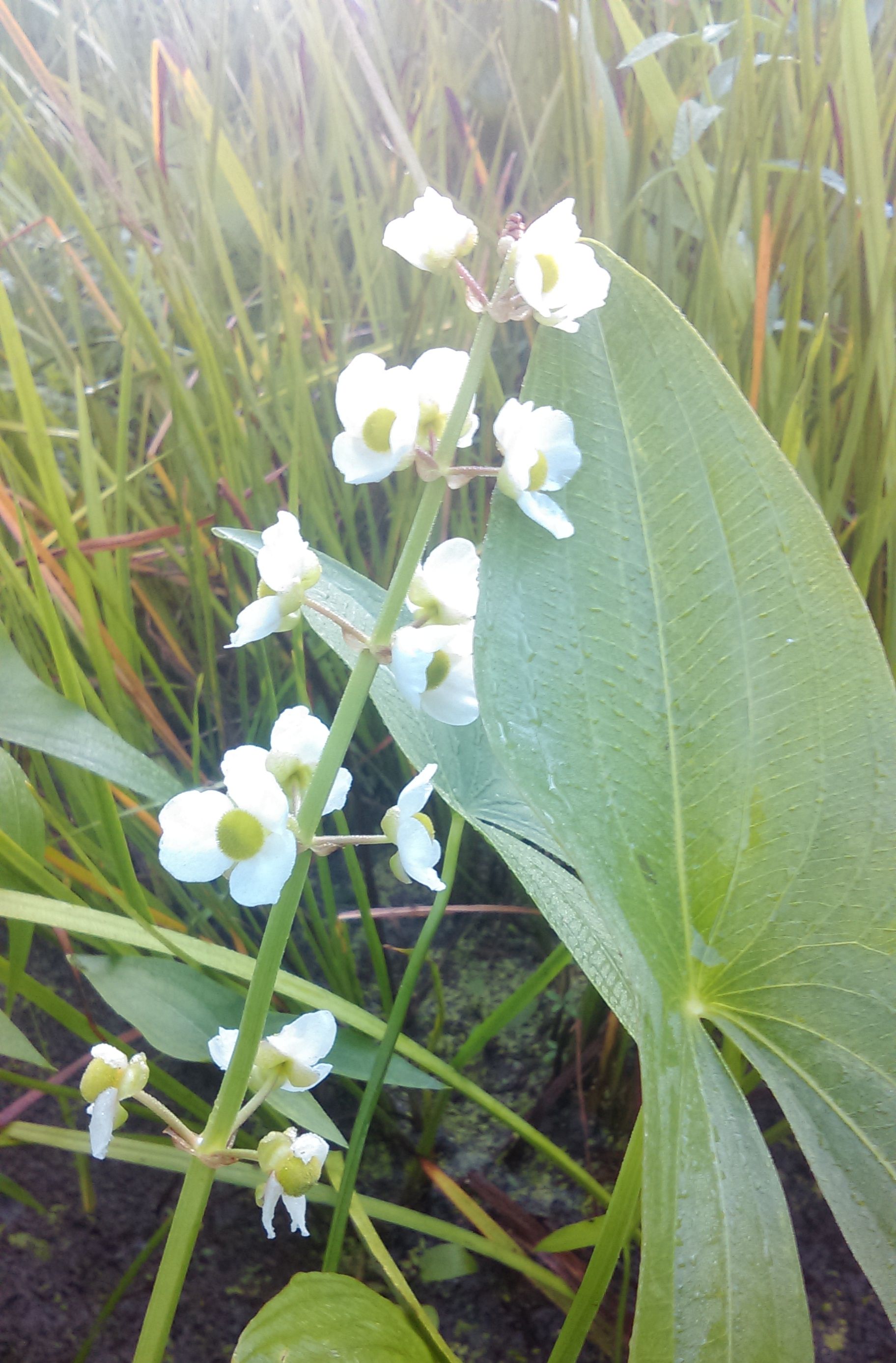 SAGITTARIA sagittifolia