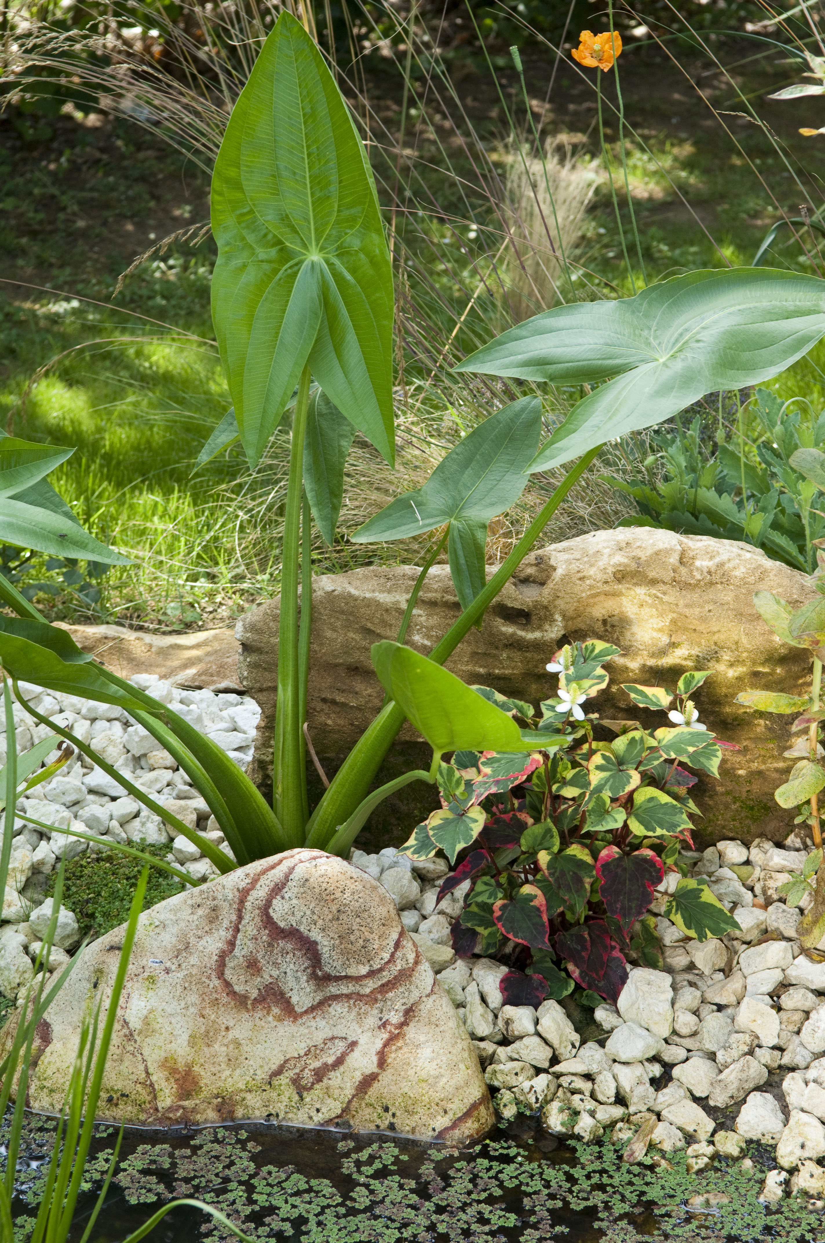 SAGITTARIA sagittifolia