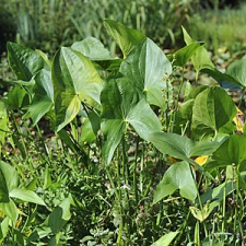 SAGITTARIA sagittifolia