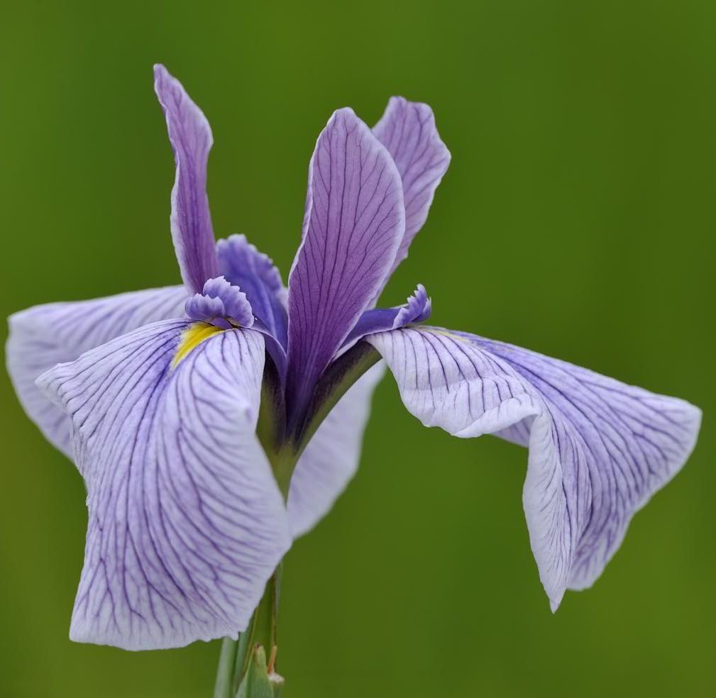IRIS ensata