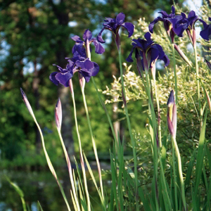 IRIS sibirica
