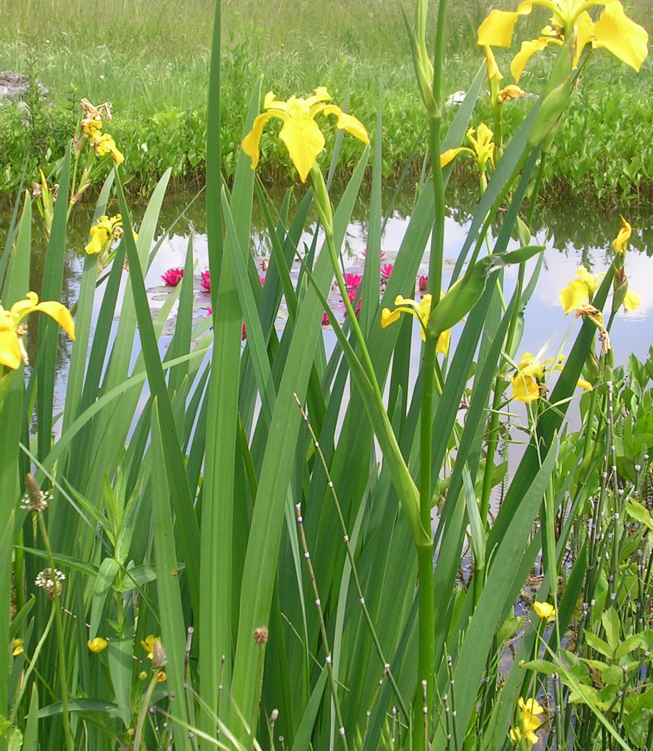 IRIS pseudacorus