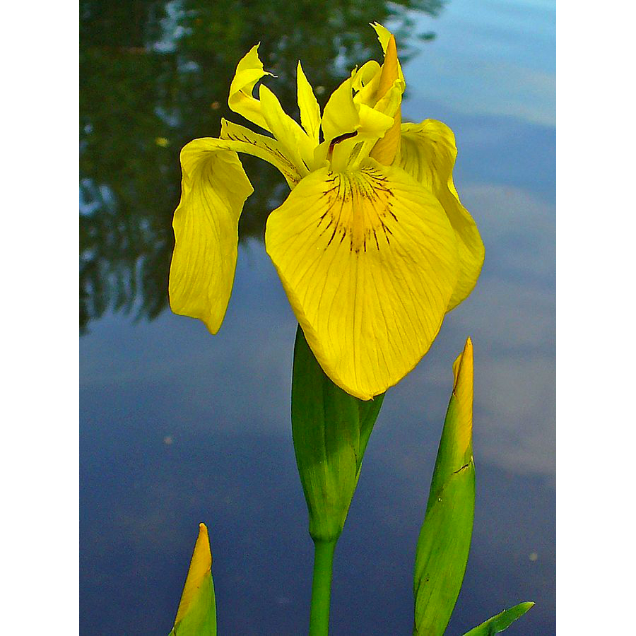 IRIS pseudacorus