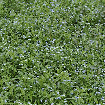 MYOSOTIS palustris